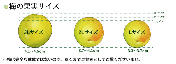 和歌山県産完熟梅サイズ比較