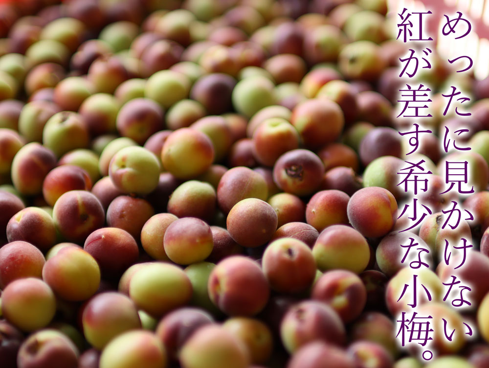 バイオレットルージュ梅