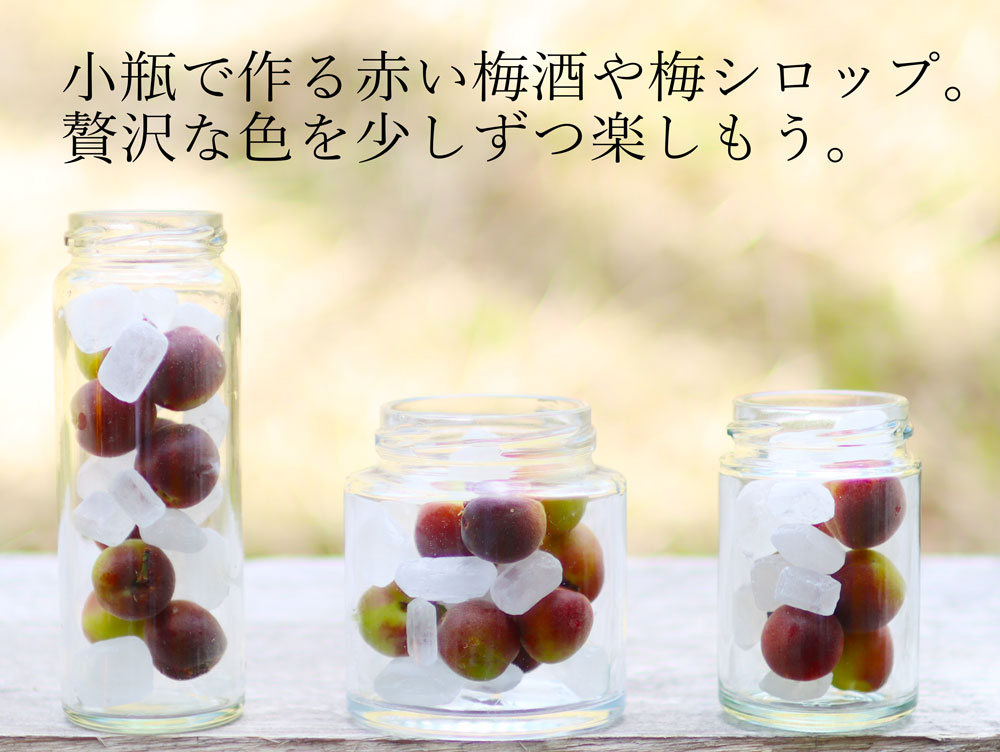 バイオレットルージュ梅