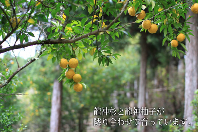龍神杉に囲まれるように、柚子が栽培